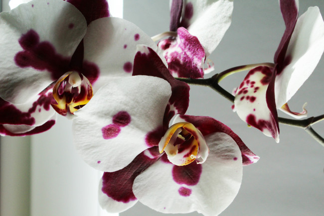 Обои картинки фото цветы, орхидеи, орхидея, фон