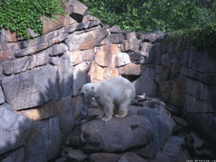 Картинка белый медведь животные медведи