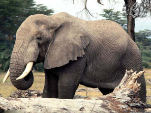 Картинка слоник животные слоны