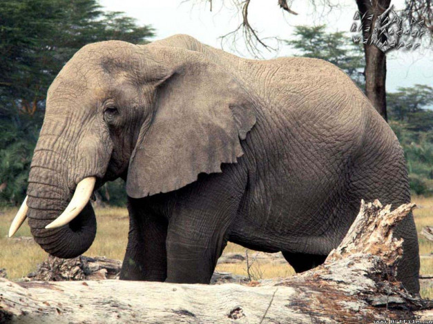 Обои картинки фото слоник, животные, слоны