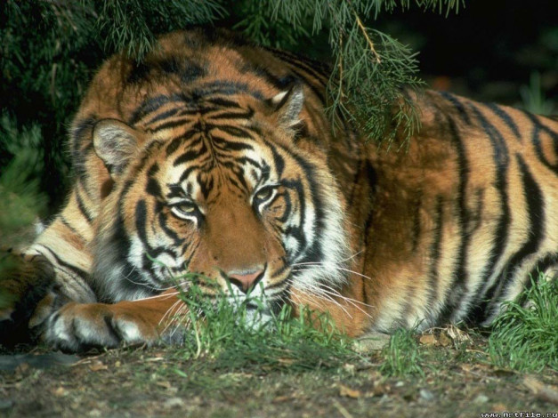 Обои картинки фото тигр, животные, тигры