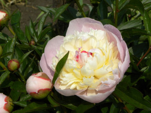 Картинка цветы пионы розовый большой нежность