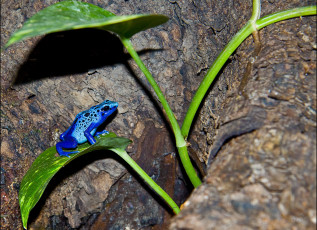 Картинка животные лягушки маленький голубой яркий