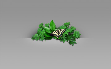 Картинка животные бабочки листья бабочка