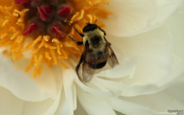 Картинка животные пчелы осы шмели цветы шершень