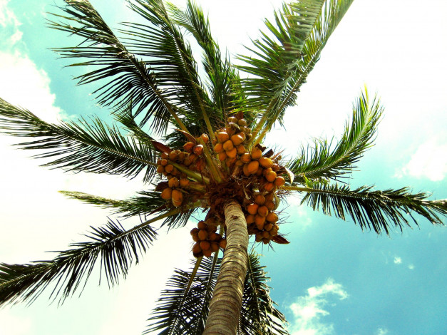 Обои картинки фото природа, плоды, кокос