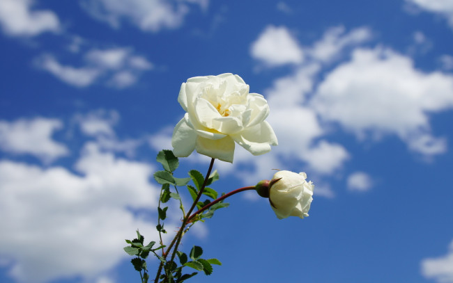 Обои картинки фото цветы, розы, голубое, небо, белые, облака