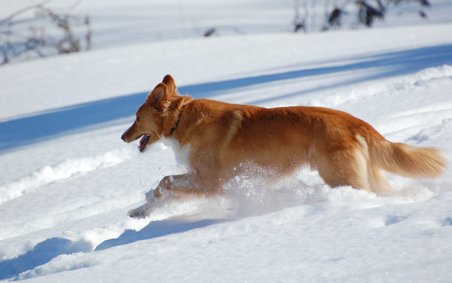Обои картинки фото животные, собаки, снег, рижая