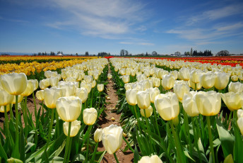 Картинка цветы тюльпаны поле тропинка белый