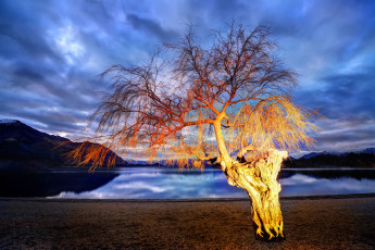 Картинка природа деревья новая зеландия lake wanaka new zealand озеро дерево горы