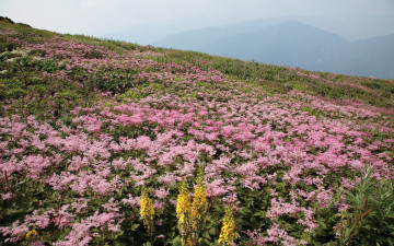 Картинка природа луга цветы горы луг