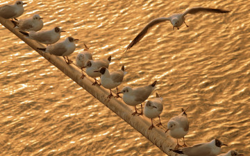 Картинка животные Чайки бакланы крачки фон свет природа вода птицы