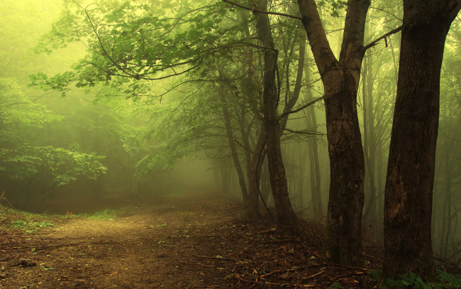 Обои картинки фото природа, лес, туман, деревьев, стволы, поляна, сумрак