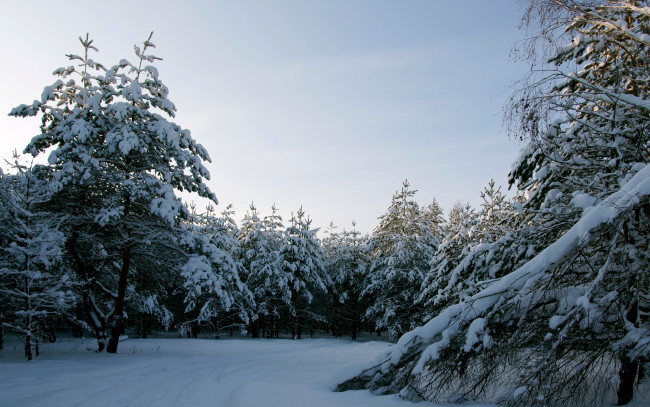 Обои картинки фото природа, зима, опушка, лес, сосны, снег, небо, солнце