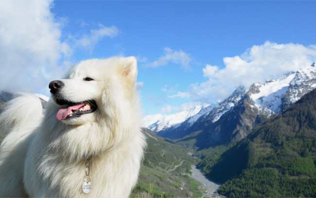 Обои картинки фото животные, собаки, горы, собака, небо