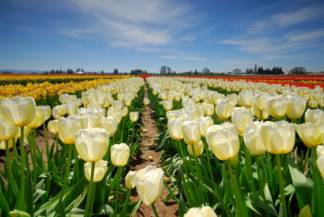 Обои картинки фото цветы, тюльпаны, поле, тропинка, белый