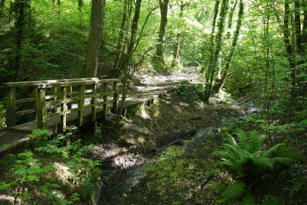 Картинка природа дороги мостик тропинка ручей лес