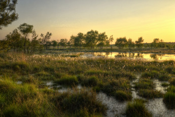 Картинка природа реки озера лес вода трава цветы кочки