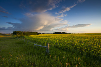 Картинка природа поля поле трава цветы солнце свет