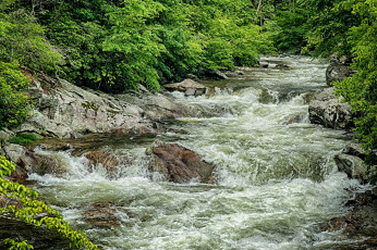 Картинка природа реки озера поток лес заросли вода речка камни пороги