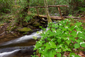 Картинка природа реки озера ручей лес мостик