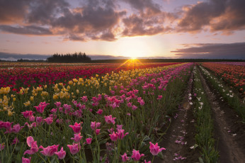 Картинка природа восходы закаты лучи утро рассвет солнце тюльпаны лето