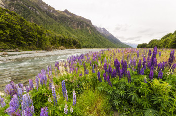 Картинка природа луга горы река луг трава цветы