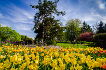 Картинка природа парк деревья тюльпаны
