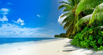 Картинка природа тропики пальмы море sea landscape nature tropics кустарники облака пейзаж clouds shrubs palms