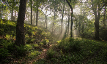 Картинка природа лес папоротники свет стволы деревья