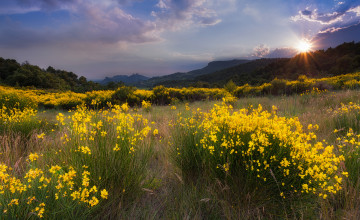 Картинка природа восходы закаты облака деревья горы солнце закат трава желтые цветы