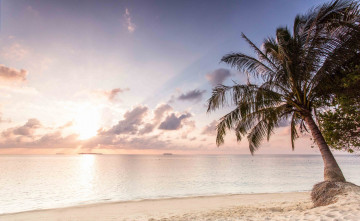 Картинка природа тропики закат пальма море