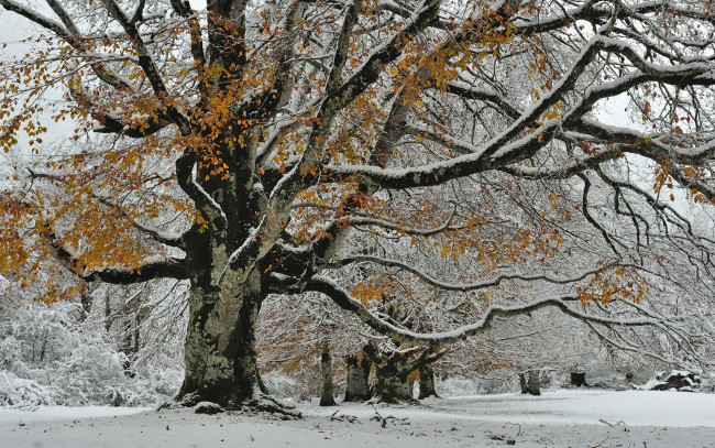 Обои картинки фото природа, деревья, снег, осень