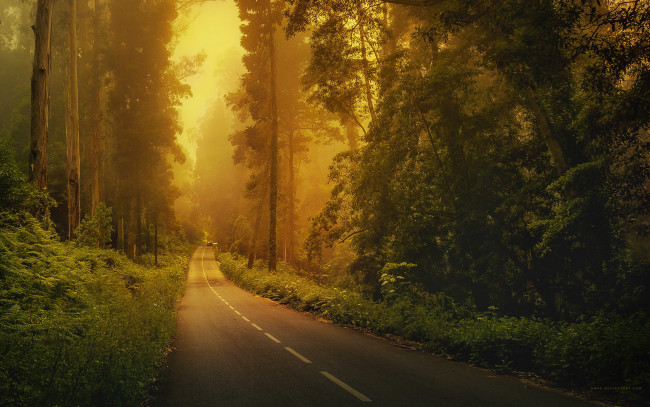 Обои картинки фото природа, дороги, разметка, лес, машина, деревья, трава, туман