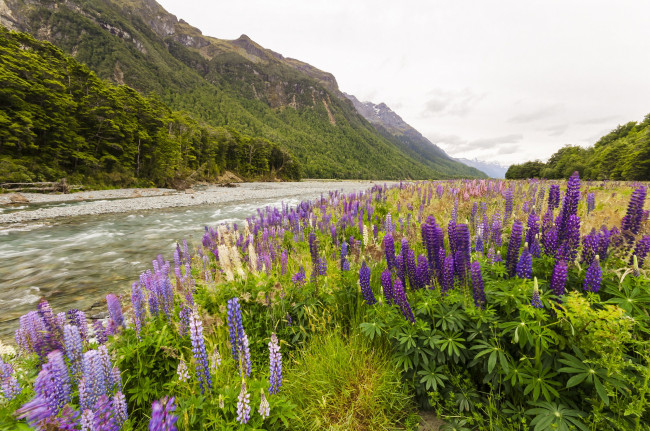 Обои картинки фото природа, луга, горы, река, луг, трава, цветы