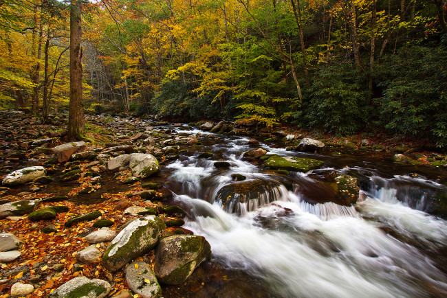 Обои картинки фото природа, реки, озера, осень, лес, ручей, камни, листва