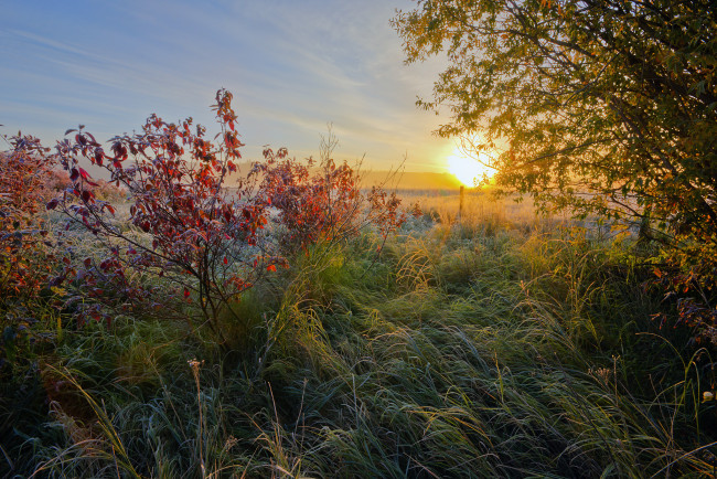 Обои картинки фото природа, восходы, закаты, поле, трава, иней, солнце, свет
