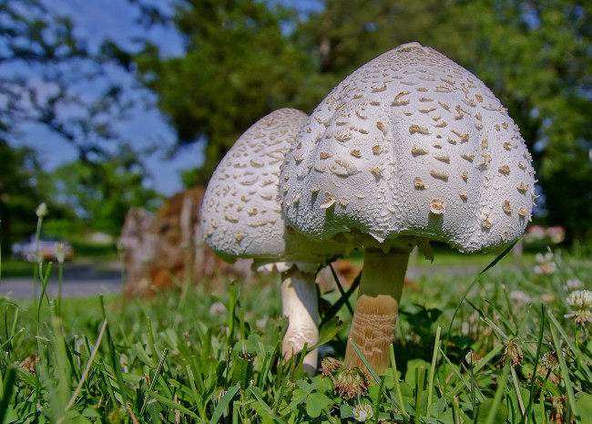 Обои картинки фото природа, грибы, поляна