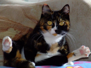 Картинка животные коты кровать взгляд трехцветная кошка