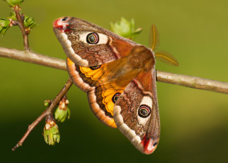 Картинка животные бабочки +мотыльки +моли павлиноглазка малая бабочка ветка почки макро