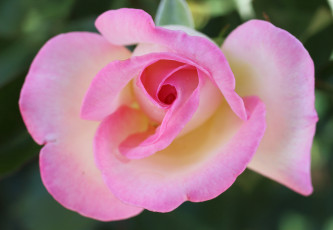 Картинка цветы розы цветок лепестки роза