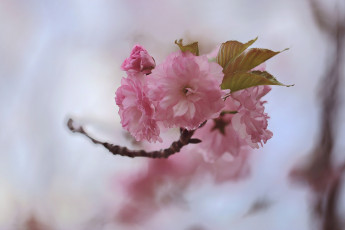 Картинка цветы сакура +вишня дерево ветка весна листья