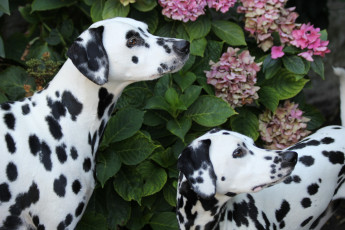 Картинка животные собаки далматины гортензия
