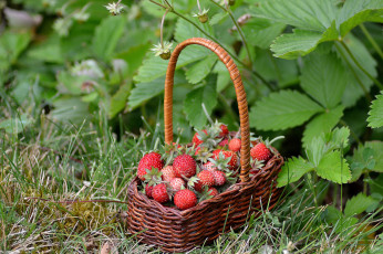 Картинка еда клубника +земляника ягоды лукошко