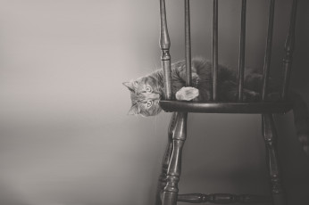 Картинка животные коты кот кошка стул монохром чёрно-белая