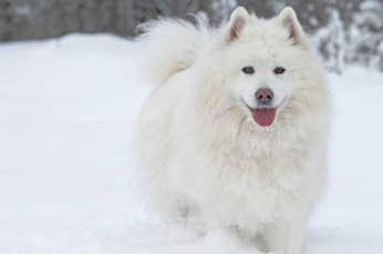Картинка животные собаки собака самоед язык снег зима