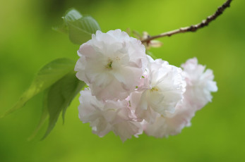 Картинка цветы сакура +вишня ветка цветение вишня весна макро цветки