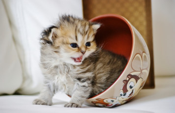 Картинка животные коты котёнок малыш чашка