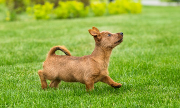 Картинка животные собаки забавный газон лужайка терьер щенок