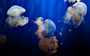 обоя животные, медузы, природа, вода